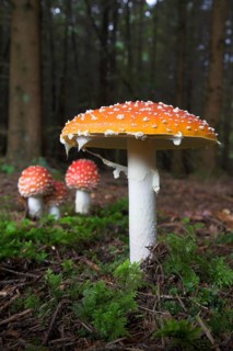 Mushrooms, poisonous mushrooms, poisonous mushroom, fly agaric, four fly agarics, fly agaric