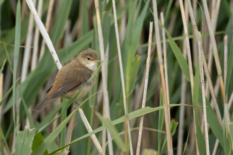 Reed warbler (Acrocephalus scirpaceus) adult bird in a reedbed, England, United Kingdom