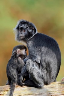 Javan lutung (Trachypithecus auratus), a female and her young sitting on a tree trunk, in