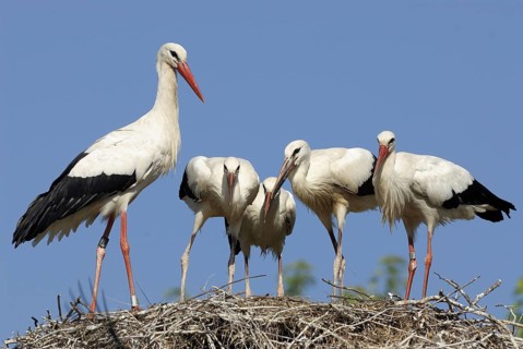 White stork, Ciconia ciconia
