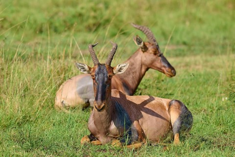 Two resting antelopes with horns in green surroundings, topi (Damaliscus lunatus jimela), Masai
