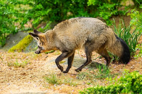 Bat-eared fox (Otocyon megalotis) walking on the ground looking for food, Bavaria, Germany