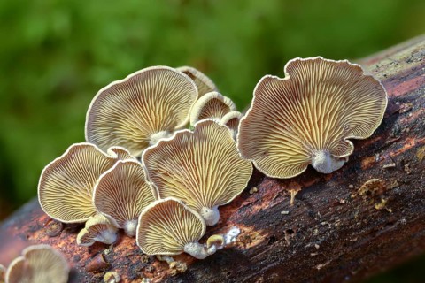 Astringent panus, bitter oyster, bitter mussel mushroom, bitter-sharp dwarf ball, oak dwarf ball,