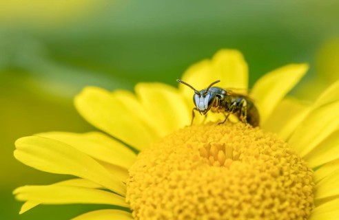 Anthophila, apiformes, bees, hylaeus, hylaeus nigritus, hymenoptera, mask bees, tansy mask bees,