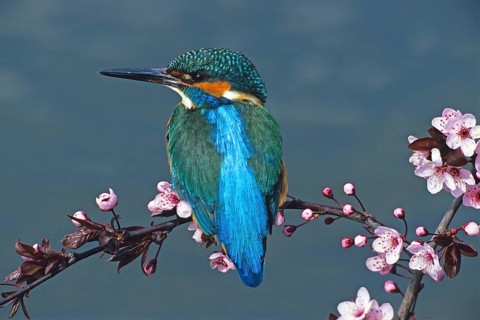 Kingfisher perched on a perch (Alceda atthis), animals, birds, kingfishers, apple tree, tree