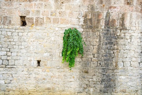 Caper bushes (Capparis spinosa) growing at the walls next to Pisa tower, Tuscany, UNESCO World