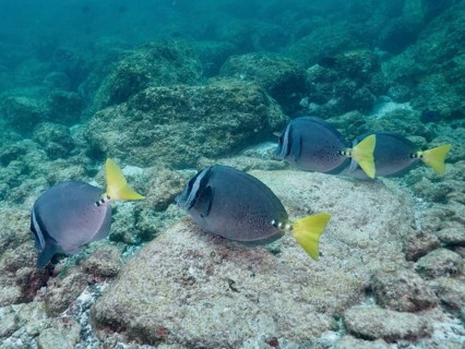 A school of fish with yellow caudal fins, Galapagos surgeonfish (Prionurus laticlavius), swimming