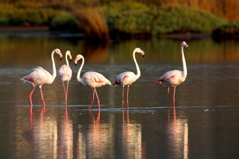 Animals, birds, flamingo, flamingos, four, group, greater flamingo (Phoenicopterus roseus),