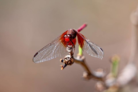 Close-up of a dragonfly with red and brown hues on a branch in its natural habitat: a red fire