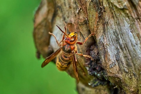 European hornet (Vespa crabro) searching for food on an old tree trunk. Detailed macro wildlife