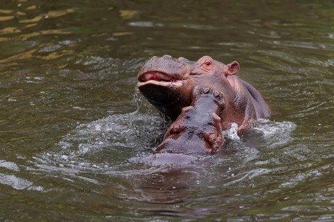 A young hippopotamus (Hippopotamus amphibius) plays in the water with its mother. Democratic