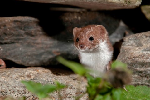 Carnivora, least weasel, mouse weasel, mustela nivalis, predators, dry-stone wall, mammals,