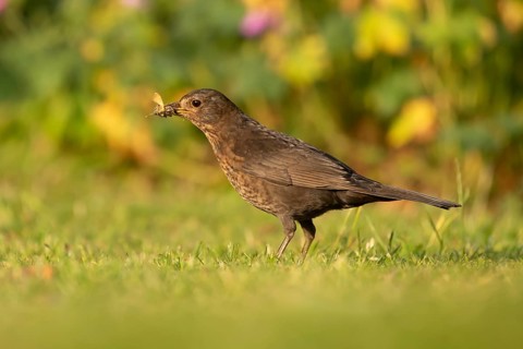 Eurasian blackbird (Turdus merula) adult female bird collecting grubs for food on a garden grass