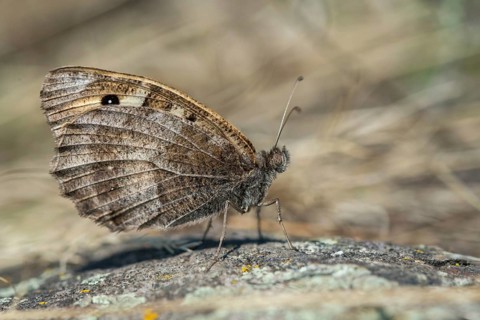 Alpine Witch, Mountain Witch, Chazara Briseis, Hermit, Steppe Porter, Butterfly, Insects,