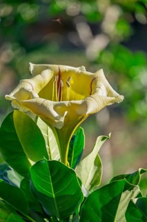 Solandra maxima, also golden goblet wine, Tenerife, Canary Islands, Spain