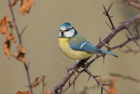 Blue tit, parus caeruleus, birds, tits, passeri, songbirds, songbirds, tits, birds