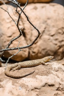 A brown and beige patterned lizard resting on a rock in a natural environment. Surrounding elements