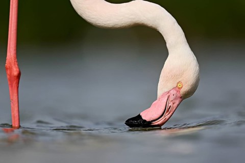 Pink flamingo (Phoenicopterus roseus), standing in the water whilst foraging, Camargue Regional