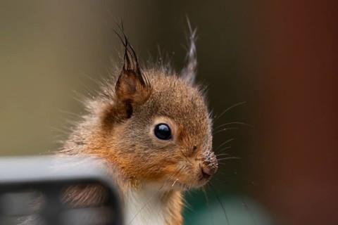 Red squirrel (Sciurus vulgaris) adult animal head portrait, England, United Kingdom