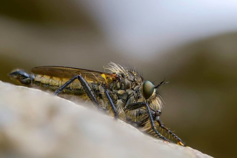 Mountain predator, Didysmachus picipes, predatory fly, slender bristle predatory fly, Slender