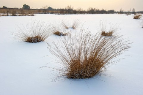 Winter landscape with snow in Goldenstedter Moor, Goldenstedt, Lower Saxony, Germany