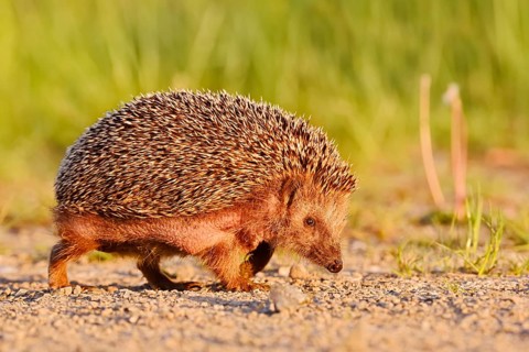 Brown-breasted hedgehog or Western European hedgehog (Erinaceus europaeus), North Rhine-Westphalia,