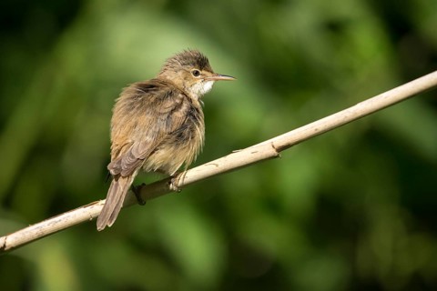 Acrocephalus scirpaceus, reed warbler, birds, passeri, songbirds, songbirds, birds, warblers