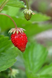 Wild strawberry (Fragaria vesca), ripe fruit, Wilnsdorf, North Rhine-Westphalia, Germany