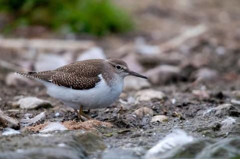 Actitis hypoleucos, common sandpiper, sandpiper birds, charadriiformes, limikolen, snipe birds,