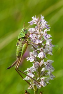 Decticus verrucivorus, grasshoppers, deciduous locusts, wart biters, ensifera, female,