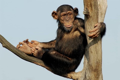 Animals, mammals, monkeys, chimpanzees, Chimby, (Pan troglodytes), Tanzania