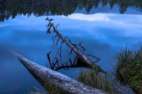 Fallen pine trees on the edge of a lake in Scotland, silence, Aviemore, Scotland, United Kingdom