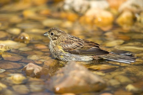 Emberiza Citrinella, Yellowhammer, Yellowhammer, Bath, Bird Bath, Birds, Adolescent, Juvenile,