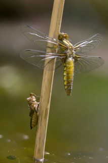 Broad-bodied chaser, libellula depressa, flatbelly, anisoptera, dragonflies, freshly hatched, high