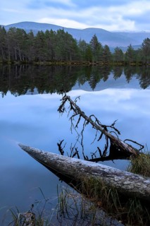 Fallen pine trees on the edge of a lake in Scotland, silence, Aviemore, Scotland, United Kingdom