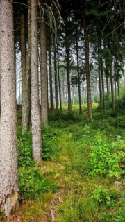 Tall, slender trees in a dense, green forest with a narrow path on the ground, hiking in the