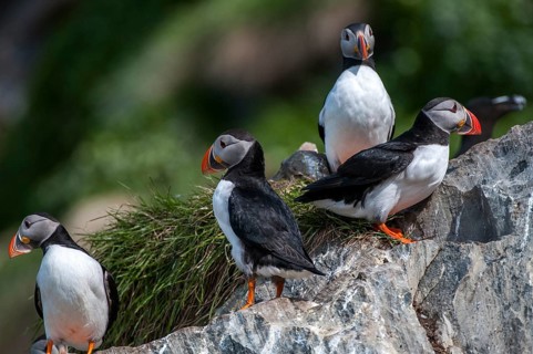 Atlantic puffin, Fratercula arctica, Norway, puffins, puffins, varangers, alcidae, alcidae,