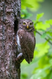 Glaucidium passerinum, pygmy owl, birds, owls, high size, portrait, owls, strigiforms, birds
