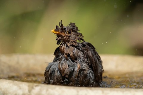 Eurasian blackbird (Turdus merula) adult garden bird bathing in water of a bird bath, England,
