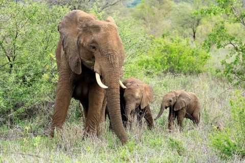 African elephant (Loxodonta africana), adult, female, calves, foraging, social behaviour, Kruger