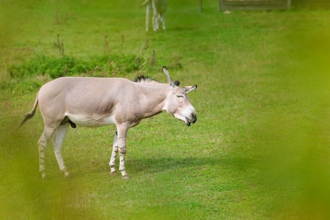 A male Somali wild ass (Equus africanus somaliensis) stands in a green meadow and shakes his head