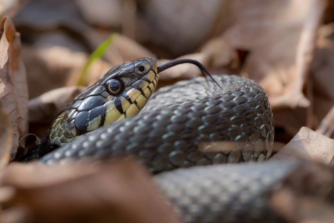 Grass Snake, Natrix Natrix, Grass Snake, Critters, Reptilia, Reptiles, Ringed Snakes, Snakes, Water