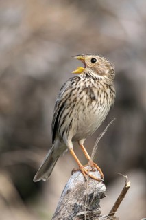 Brandenburg, Corn Bunting, Germany, Emberiza Calandra, Corn Bunting, Miliaria Calandra, Nabu, Nabu