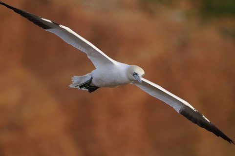 Gannet, Sula Bassana, Nortern Gannet, seabird on the rock of Heligoland, Heligoland, Germany