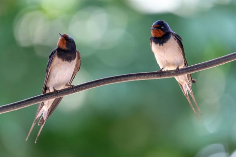 Hirundo rustica, barn swallow, birds, passeri, swallows, songbirds, birds