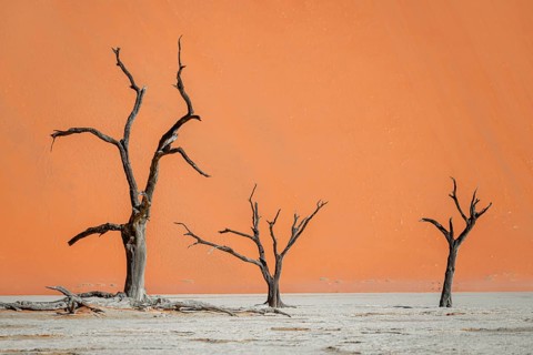 Dead camel thorn trees (Vachellia erioloba), red sand dunes, white salt pan, Dead Vlei, Sossusvlei,