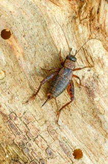 Grasshoppers, Nemobius sylvestris, forest crickets, ensifera, grasshoppers, crickets, grasshoppers,