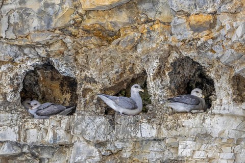 Nesting northern fulmar, Arctic fulmar (Fulmarus glacialis glacialis) on nest in hole of sea cliff