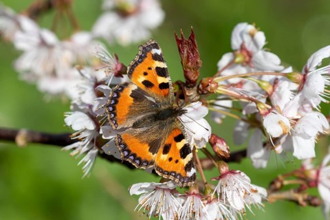 Small tortoiseshell butterfly (Aglais urticae) with bright orange wings surrounded by blossom in