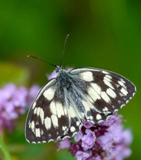 Board game, women's board, marbled white, melanargia galathea, checkerboard, butterfly, high size,